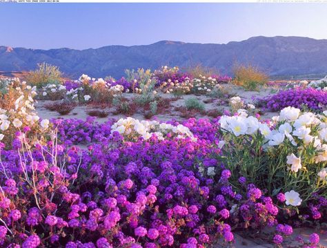 Places to Wander the Wildflowers this Spring | The Confessioness California Wildflowers, Super Bloom, Desert Flowers, Spring Landscape, Beautiful Places Nature, Landscape Pictures, Flower Field, Nature Wallpaper, The Desert