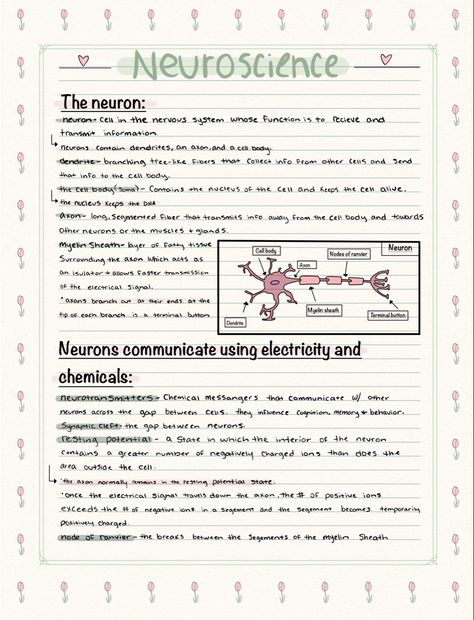 Neuron Notes Nervous System, Neurosurgeon Aesthetic Notes, Neuroscience Notes, Neurology Notes, Neurology Aesthetic, Neurosurgeon Aesthetic, Psych Notes, Brain Anatomy And Function, Revision Ideas