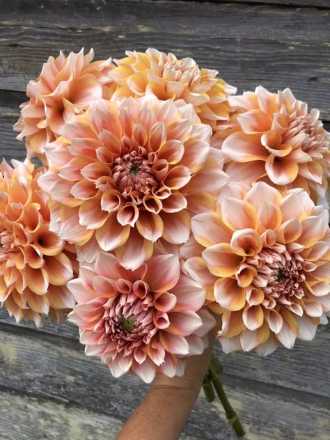 Dahlia Flower Garden, Ceramic Bud Vases, Dahlia Tubers, Landscape Outdoor, Cut Flower Garden, Outdoor Flowers, Dahlia Flower, The Farmhouse, Order Here