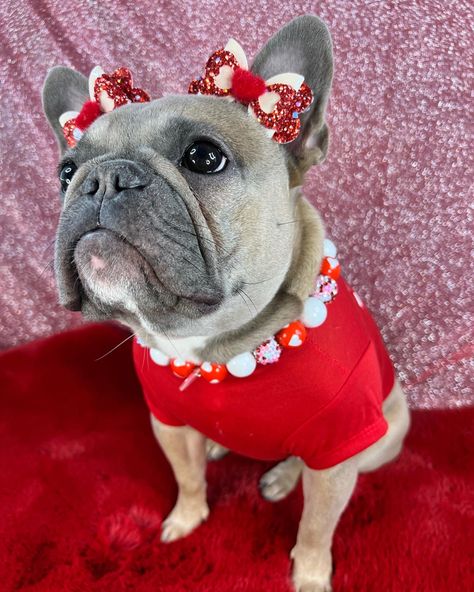 Bows For Dogs Ears, Dogs With Bows In Hair, Dog Hair Bows Diy, Dog Bows Diy, Valentines Bows, Dog Hairstyles, Dog Headband, Girl Dog Accessories, Dog Hair Bow