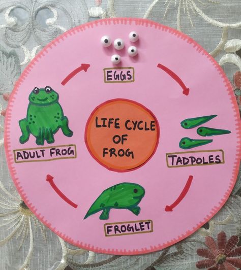 Life Cycle Of A Frog Craft Preschool, Lifecycle Of A Frog Craft, Life Cycle Of A Frog Science Project, Frog Science Activities For Preschool, Evs Projects For Class 2, Frog Life Cycle Project, Frog Cycle Crafts Preschool, Frog Lifecycle Craft, Lifecycle Of A Frog Preschool