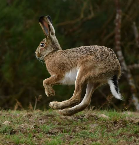 Hare Aesthetic, Rabbit Poses, Hare Jumping, Hare Reference, Rabbit Leaping, Rabbit Reference, Hare Running, Hare Tattoo, Hare Photo