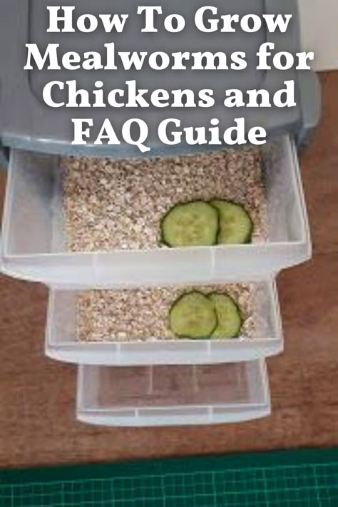 Growing Worms For Chickens, Grow Your Own Mealworms, Growing Meal Worms, Mill Worms Raising, Best Chicken Food For Chickens, Feeding Eggshells To Chickens, Self Feeding Chicken Feeder, Growing Your Own Chicken Feed, What To Grow To Feed Chickens