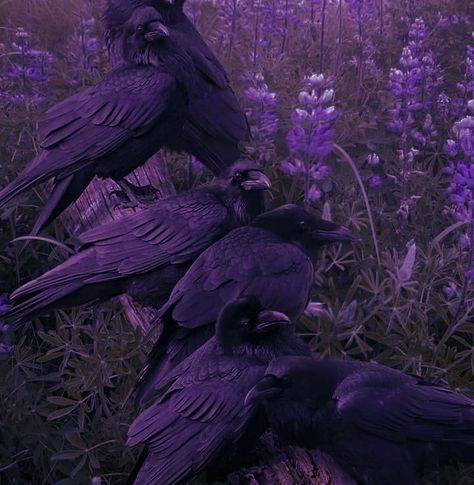 Fantasy Black Aesthetic, Fischl Aesthetic Core, Dark Purple Castle Aesthetic, Gothic Aesthetic Purple, Purple Bird Aesthetic, Dark Purple Spotify Playlist Covers, Wanderer Core Genshin, Purple Artist Aesthetic, Lunarcore Aesthetic