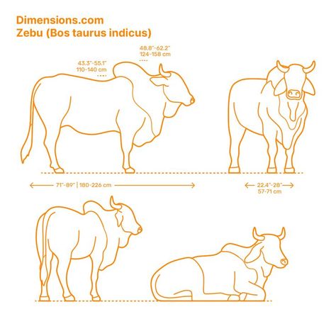 The Zebu (Bos taurus indicus) is a species or subspecies of domestic cattle that originated in South Asia. Zebus are often referred to as indigenous cattle or humped cattle because of their distinct fat bump on their shoulders. Zebus characteristics are also: a large dewlap (a long flap of skin) and occasionally drooping ears. Downloads online #bovines #ungulates #mammals #animals Mammals Animals, Animal Line Drawings, Cape Buffalo, Buffalo Animal, African Buffalo, Animals Information, Animal Cutouts, Ceramic Animals, Wood Carving Art