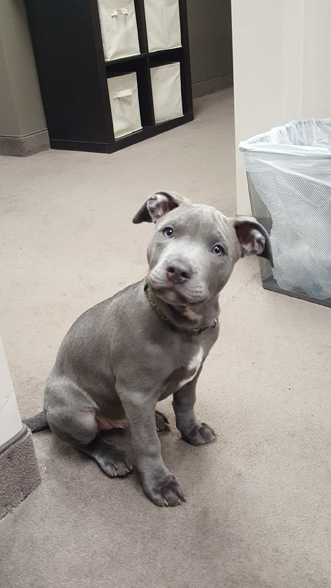 Grey Pitbull Puppies, Dog Drawing Reference, Grey Pitbull, Pitbull Terrier Puppies, Pitbull Blue, Funny Dog Quotes, Big Dogs Breeds, Biggest Dog In The World, Funny Dog Signs