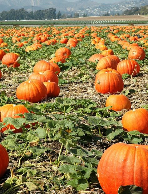 Plant Avocado, Insta Games, Basil Water, Pumpkin Photography, Agriculture Photography, Pumpkin Paintings, Pumpkin Field, Tree Orange, Chicken Shed