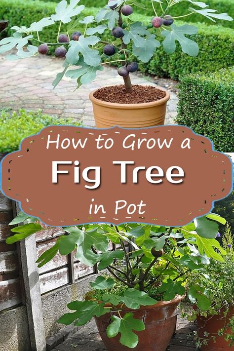 How To Grow A Fig Tree In A Pot, Grow Fig Tree In Pot, Fig Tree Planters, Fig Tree In Container, Growing Figs In Containers, Fig Tree In Pot Outdoor, How To Take Care Of A Fig Tree, How To Plant Fig Tree, Fig Tree Potted