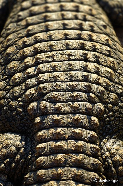 Crocodile Close Up, Crocodile Armor, Animal Scales, Crocodile Scales, Patterns Of Nature, Animal Skin Pattern, Chest Armor, Scale Texture, Nile Crocodile