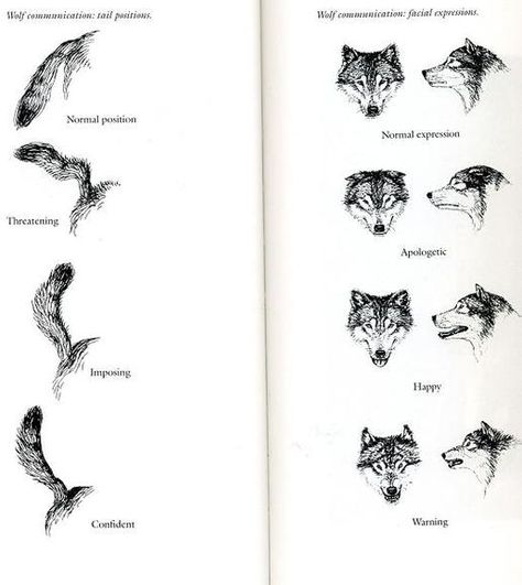 Picture Wolf Body Language, Wolf Language, Wolf Behavior, Canine Drawing, Dog Body Language, Wolf Drawing, Animal Behavior, The Dinner, Zoology