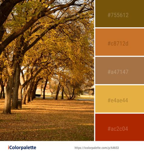 Color Palette ideas from 191 Autumn Images | iColorpalette Maidenhair Tree, Autumn Images, Fall Color Schemes, Yarn Color Combinations, Baby Boy Winter Outfits, Autumn Leaf Color, Color Palette Ideas, Palette Ideas, To Autumn