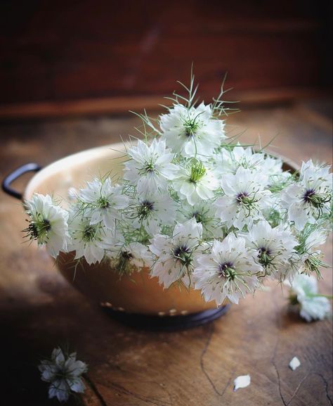 nigella white Nigella Flowers, Collection Board, Aisle Decorations, Wedding Aisle Decorations, Aisle Decor, Wedding Aisle, Wedding Venue, Wedding Venues, Flowers