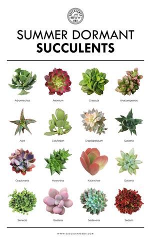 More importantly, if you grow your succulents indoors, they most likely never go dormant and you can continue to water them on the same schedule all year round. Tanaman Sukulen, Different Types Of Succulents, Kaktus Dan Sukulen, Types Of Succulents Plants, Succulent Species, Succulent Garden Diy, Types Of Succulents, Growing Succulents, Bathroom Plants