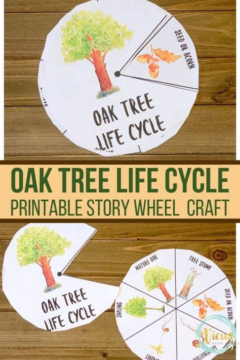 This oak tree life cycle printable story wheel and cut and paste sheet is such a great learning tool for your child. Use it to learn all about oak trees! #lifecycle #oaktree #printableworksheets #learningresources #STEM #preschool #teachers #parenting #kidsscience #kidsactivities #storywheel #viewsfromastepstool Tubishvat Crafts, What Grows On Trees Preschool, Life Cycle Of Tree Preschool, Tree Cycle Preschool, Acorn Life Cycle, Oak Tree Life Cycle, Life Cycle Of An Oak Tree, Oak Art, Life Cycle Of A Tree Preschool