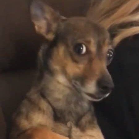 Surprised Dog, Cursed Memes, Sticker Ideas, Instagram Frame, Puppies Funny, Silly Animals, Cute Funny Dogs, Funny Reaction Pictures, Animal Jokes