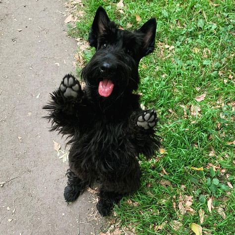 15 Reasons Why People Prefer Scottish Terriers to Other Dog Breeds | Page 2 of 3 | PetPress Scottish Terrier Art, Tattoos Outdoors, Scottie Puppies, Scottish Terrier Puppy, Outdoors Quotes, Patterdale Terrier, Scottie Terrier, Kerry Blue Terrier, Toy Fox Terriers