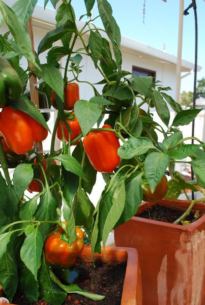 Nothing says summer like sweet bell peppers. On a salad, on the grill, or just sliced up and dipped -- they're a delicious part of the warmer weather. Even if you don't have garden space, you can grow prolific peppers by planting them in pots (say that 5... #BellPeppers #gardening #Gardening101 Northern Gardening, Peppers Growing, Grow Peppers, Bell Pepper Plant, Growing Bell Peppers, Growing Peppers, Vegetables Garden, Easy Plants To Grow, Pepper Plants