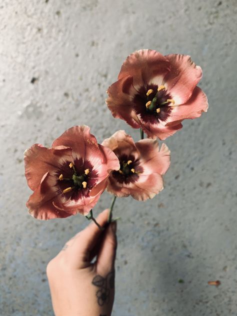 Lisianthus Bohemian Choco, Roseanne Brown Lisianthus, Bohemian Mocha Lisianthus, Copper Colored Flowers, Rosanne Brown Lisianthus, Chocolate Ranunculus, Brown Ranunculus, Toffee Flowers, Brown Lisianthus