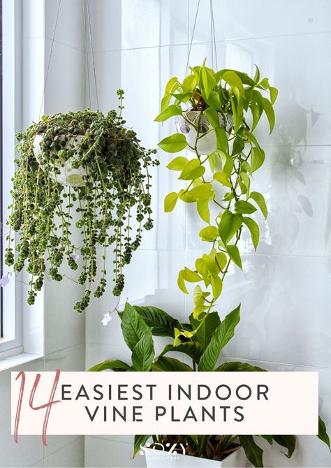 Easy Indoor Hanging Plants, Easy Inside Plants, Easy Hanging Plants Indoor, Indoor And Outdoor Plants, Plants That Hang Down, Indoor Trailing Plants Houseplant, Viney Indoor Plants, Easy To Care For Indoor Plants, Easy Low Light Indoor Plants