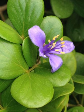 Lignum Vitae Jamaica National Flower Mutiny On The Bounty, Lignum Vitae, Bunting Pattern, Jamaican Flag, Fondant Flowers, National Symbols, Fresh Image, Plant Pictures, Photo Tree