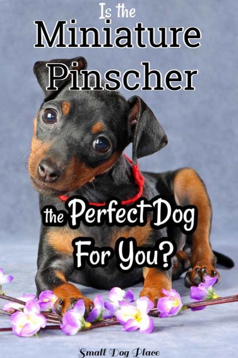 Mini Pinscher Puppy, Minpin Mini Pinscher, Minature Pincher, Min Pinscher, Min Pin Puppies, Miniature Doberman Pinscher, Miniature Pincher, Mini Pincher, Miniature Doberman