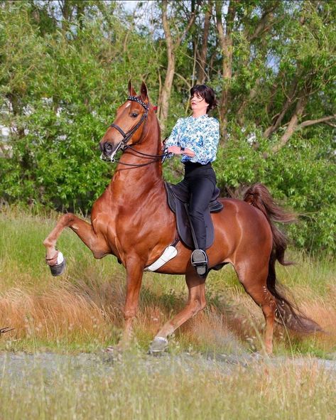 Saddleseat Equitation, Saddlebred Horses, American Saddlebred Horses, Horse And Human, Board Aesthetic, American Saddlebred, Saddle Seat, Western Pleasure, Horse Names