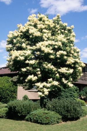 Syringa reticulata japanese tree lilac - landscape ontario.com Green for Life Lilac Landscape, Syringa Reticulata, White Lilac Tree, Japanese Lilac Tree, Japanese Lilac, Lilac Plant, Summer Snow, Bird Nests, Japanese White