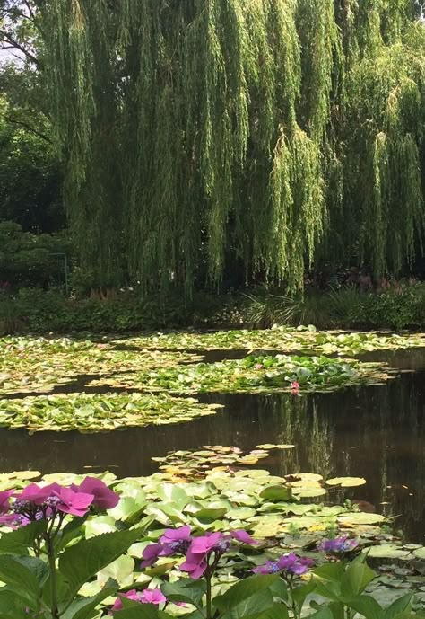 Weeping Willow Tree Aesthetic, Weeping Willow Tree, Willow Trees, Weeping Willow, Pretty Landscapes, Willow Tree, Beautiful Tree, Nature Aesthetic, Water Lilies