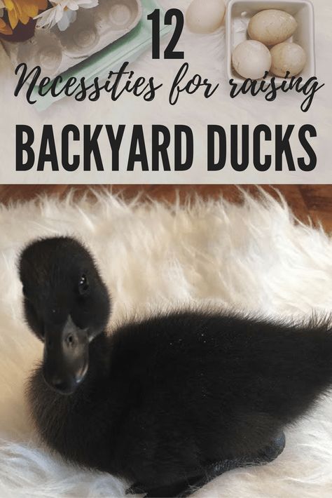 12 Necessities for raising backyard ducks with Free Shopping List Printable Farming Tips, Duck Pens, Shopping List Printable, Raising Turkeys, Backyard Ducks, Baby Chicks Raising, Duck Coop, Duck Farming, Raising Ducks