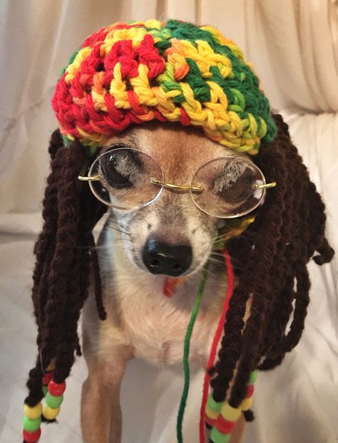 Rasta Chi Nails Pics, Chihuahua Dress, Chihuahuas Dogs, Dressed Up Dogs, Gorgeous Animals, Dog Outfits, Chihuahua Lover, Chihuahua Love, Witchy Things