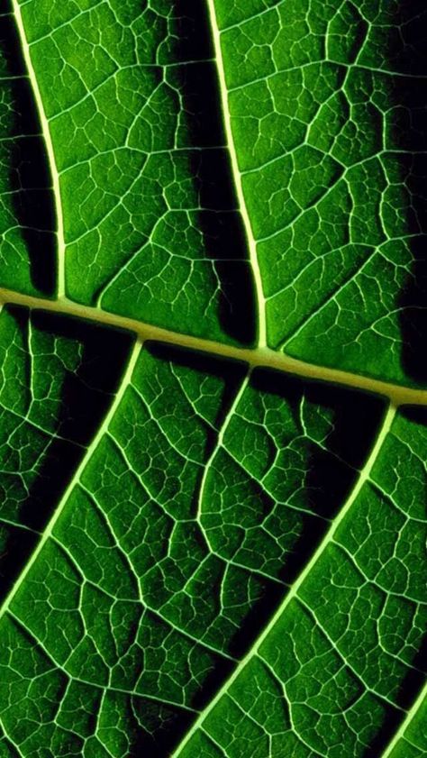 Leaf Leaf Veins, Micro Photography, Body Photography, Perspective Art, Leaf Texture, Forest Photography, Visual Texture, Botanical Drawings, Leaf Nature