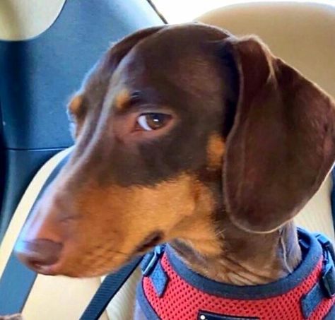 Dachshund side-eye. Via @cbl2. Dogs Giving Side Eye, Dog Side Eye, Dachshund Side Eye, Side Eyes, Eyes Meme, Dog Cover, Dog Looking Side Eye Meme, Side Eye, Dog Pajamas