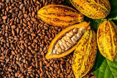 Aromatic cocoa beans as background, coco... | Premium Photo #Freepik #photo #background #food #tree #texture Cocoa Tree, Cocoa Fruit, Chocolate Photography, Angina Pectoris, American Chocolate, Grain Alcohol, Hershey's Chocolate, Cocoa Beans, Cacao Beans