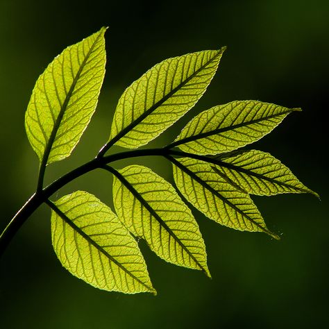 Ash tree leaves Photos Of Leaves, Leaves Reference Photo, Leaf Reference Photo, Ash Leaf Tattoo, Ash Tree Tattoo, Tree Leaves Photography, Leaves Reference, Foliage Reference, Ash Tree Leaves