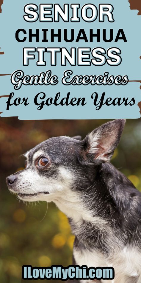 Give your senior Chihuahua the gift of vitality! Discover practical exercises to support their health and happiness in their golden years. Senior Chihuahua, Pet Hotel, Strengthen Core, Shoulder Muscles, Health And Happiness, Golden Years, Older Dogs, Chihuahua Dogs, The Gift