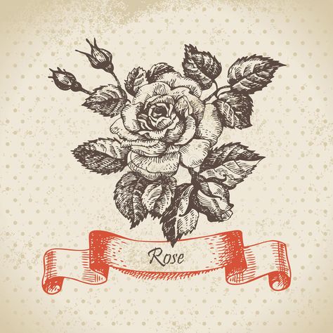 Hand drawn vintage rose royalty free illustration Vintage Rose Design, Vintage Rose Tattoo, Vintage Rose Illustration, Tattoo Roses, Rose Hand Tattoo, Mystic Symbols, Rose Illustration, Unique Roses, Line Background