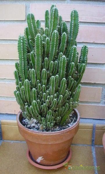 Fairy Castle Cactus, Kaktus Dan Sukulen, Indoor Cactus, نباتات منزلية, Cactus Types, Succulent Garden Diy, Succulent Gardening, Unusual Plants, Kew Gardens