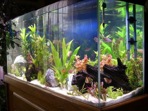 55 gal planted aquarium 29 Gallon Planted Aquarium, 125 Gallon Aquarium Ideas, 75 Gallon Aquarium Ideas, 55 Gallon Fish Tank Ideas, Planted Aquarium Ideas, 125 Gallon Aquarium, 75 Gallon Aquarium, Freshwater Fish Tank, 55 Gallon Aquarium