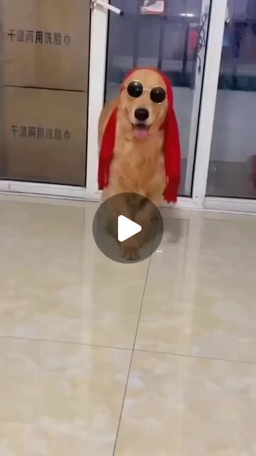 Funny Dancing Animals, Dancing Dog Gif, Dogs Dancing, Dancing Dogs, Dog Dancing, Dog Dance, Dancing Funny, Funny Dancing Gif, Dancing Animals