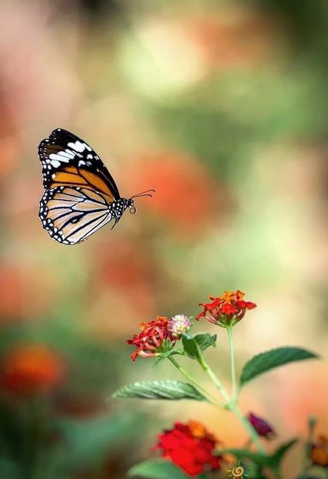 Butterfly Photography, A Butterfly, Butterflies, Yellow, Flowers, Photography, Red