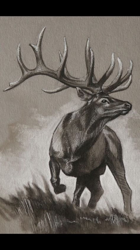 Nature Tattoo Sketch, Elk Drawing, Elk Tattoo, Elk Pictures, Deer Tattoo Designs, Elk Head, Hunting Tattoos, Deer Drawing, Bull Elk