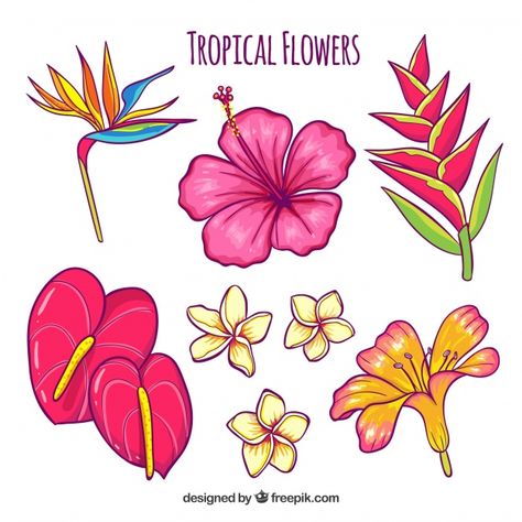 Hand drawn tropical flower set | Free Vector #Freepik #vector #freeflower #freefloral #freeflowers #freehand Island Flowers Drawing, Hand Drawn Poster Ideas, Tropical Flower Doodle, Tropical Things To Draw, Simple Tropical Flower Drawing, Hawaiian Flower Doodle, Hawaiian Flower Illustration, Tropical Flower Drawing Easy, Hawaii Aesthetic Drawing