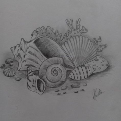 It's a pencil sketch of some sea creatures like snail, clam, oyster, coral and shells Coral Pencil Drawing, Clam Shell Drawing, Clam Drawing, Coral Sketch, Sealife Drawing, See Creatures, Coral Tattoo, Creatures Drawing, Sea Creatures Drawing