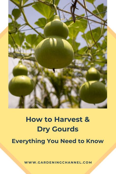 gourds in garden with text overlay how to harvest and dry gourds Drying Gourds, Growing Gourds, How To Dry Gourds, Gourds Diy, Dried Gourds, Raised Garden Beds Diy Vegetables, Calabash Gourd, Christmas Orniments, Gorgeous Gourds