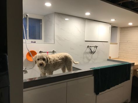 Home Dog Grooming Station, Dog Drying Station, Grooming Station Ideas, At Home Dog Grooming Station, Dog Grooming Station At Home, Dog Grooming Rooms At Home, Dog Showers, Dog Grooming Station, Dog Bathing Station