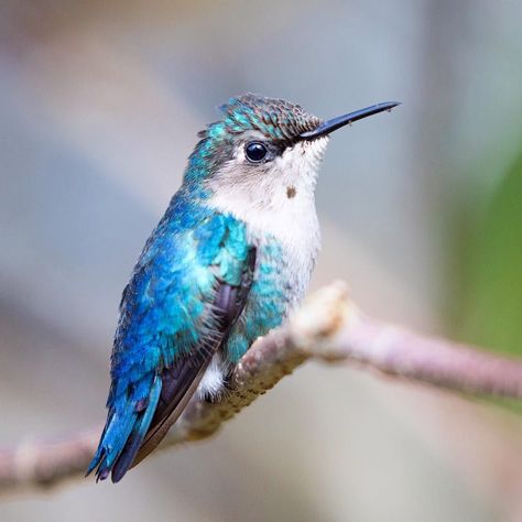 Bee hummingbird, a young male! Cuba 2018. #beehummingbird #hummingbird #hummingbirds #cuba #zapata #nuts_about_birds #bestbirdshots… Blue Hummingbird, Bee Hummingbird, Hummingbird Nests, Hummingbirds Photography, Hummingbird Pictures, Nature Photography Tips, Tiny Bird, Wow Art, Wildlife Nature