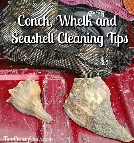 Conch Shell Display Ideas, Conch Shells, Conch Shell Crafts, Cleaning Sea Shells, Large Sea Shells, Dolphin Tail, Shell Display, Sea Shells Diy, Beach Living Room