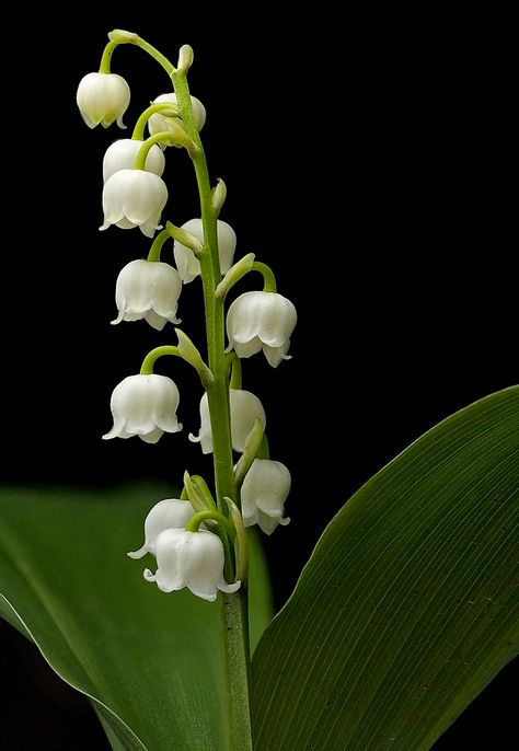 Lily Of The Valley Flowers, Valley Flowers, Fleur Design, Hello May, Fotografi Potret, Lily Of The Valley, Chrysanthemum, Anemone, Love Flowers