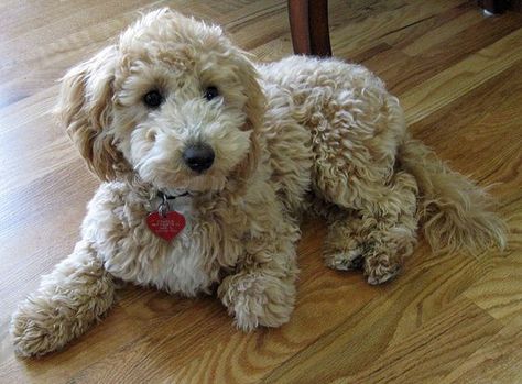 Poochon full grown Kawaii, Poochon Dog, Bichon Poodle Mix, Poochon Puppies, Bichon Poodle, Fluffy Sheep, Poodle Grooming, Designer Dogs, Bear Dog