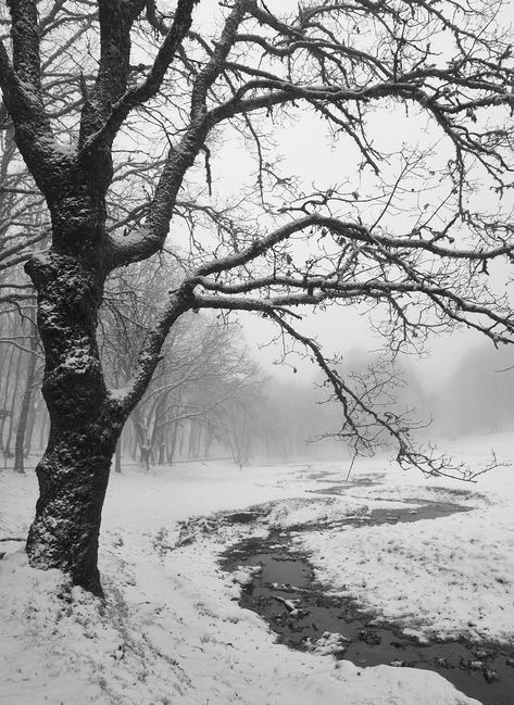 Trees In Winter Photography, Winter Trees Photography, Winter Forest Photography, Winter Trees Aesthetic, Snow Woods, Winter Sketch, Winter Snow Photography, Gothic Winter, Winter Outside